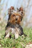 YORKSHIRE TERRIER 167